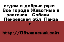 отдам в добрые руки - Все города Животные и растения » Собаки   . Пензенская обл.,Пенза г.